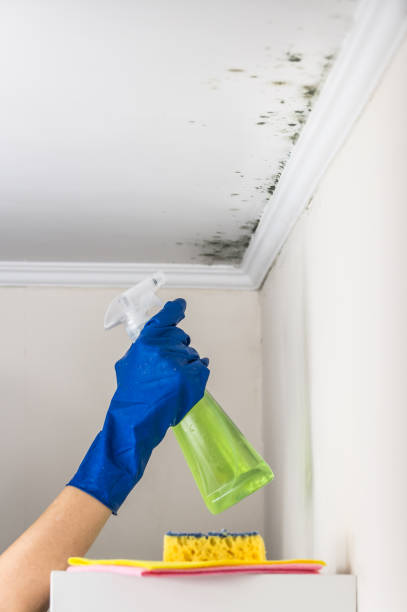 Why You Should Choose Our Mold Remediation Services in Friars Point, MS